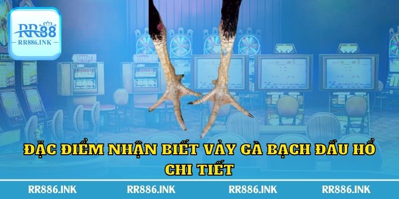 Đặc điểm nhận biết vảy gà bạch đầu hổ chi tiết