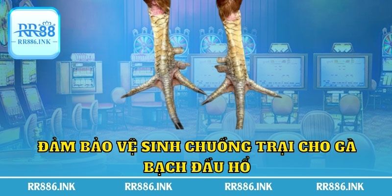 Đảm bảo vệ sinh chuồng trại cho gà bạch đầu hổ