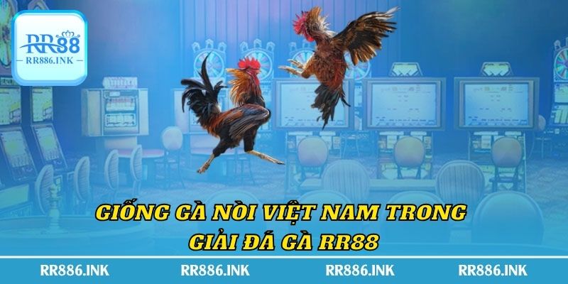 Giống gà nòi Việt Nam trong giải đá gà RR88