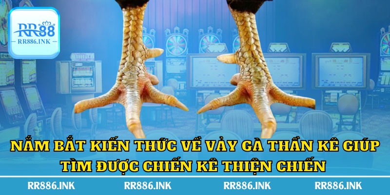 Nắm bắt kiến thức về vảy gà thần kê giúp tìm được chiến kê thiện chiến 