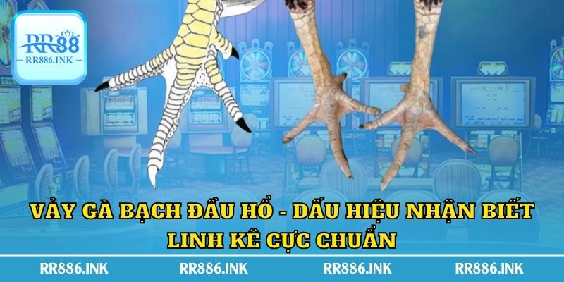 Vảy Gà Bạch Đầu Hổ - Dấu Hiệu Nhận Biết Linh Kê Cực Chuẩn